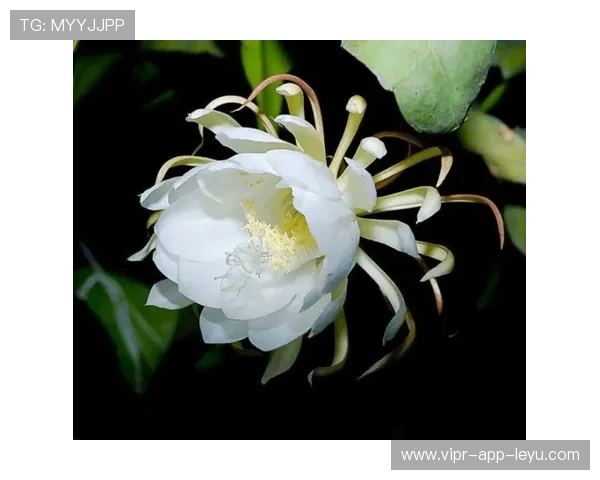 德国新中场：是救世主还是昙花一现？